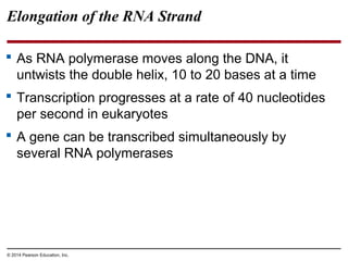 © 2014 Pearson Education, Inc.
Elongation of the RNA Strand
 As RNA polymerase moves along the DNA, it
untwists the double helix, 10 to 20 bases at a time
 Transcription progresses at a rate of 40 nucleotides
per second in eukaryotes
 A gene can be transcribed simultaneously by
several RNA polymerases
 