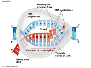 © 2014 Pearson Education, Inc.
Figure 14.10
Nontemplate
strand of DNA
Direction of transcription
RNA
polymerase
3′
5′3′
5′
RNA nucleotides
Template
strand of DNA
Newly made
RNA
3′ end
5′
U
C
U
G
A
A
A
A
AA
A
A
A
A
T T T
T
T
T
T
CC
C
CCC C
G
G
G
U
 