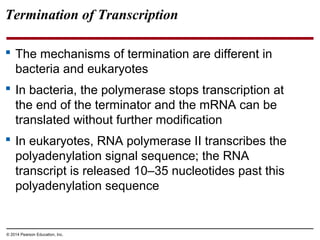 © 2014 Pearson Education, Inc.
Termination of Transcription
 The mechanisms of termination are different in
bacteria and eukaryotes
 In bacteria, the polymerase stops transcription at
the end of the terminator and the mRNA can be
translated without further modification
 In eukaryotes, RNA polymerase II transcribes the
polyadenylation signal sequence; the RNA
transcript is released 10–35 nucleotides past this
polyadenylation sequence
 