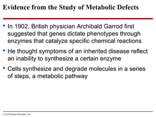 © 2014 Pearson Education, Inc.
Evidence from the Study of Metabolic Defects
 In 1902, British physician Archibald Garrod first
suggested that genes dictate phenotypes through
enzymes that catalyze specific chemical reactions
 He thought symptoms of an inherited disease reflect
an inability to synthesize a certain enzyme
 Cells synthesize and degrade molecules in a series
of steps, a metabolic pathway
 