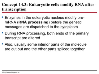 © 2014 Pearson Education, Inc.
Concept 14.3: Eukaryotic cells modify RNA after
transcription
 Enzymes in the eukaryotic nucleus modify pre-
mRNA (RNA processing) before the genetic
messages are dispatched to the cytoplasm
 During RNA processing, both ends of the primary
transcript are altered
 Also, usually some interior parts of the molecule
are cut out and the other parts spliced together
 