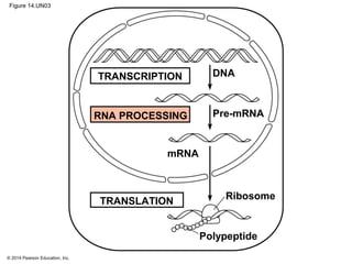 © 2014 Pearson Education, Inc.
Figure 14.UN03
DNA
Pre-mRNA
mRNA
Ribosome
Polypeptide
TRANSLATION
TRANSCRIPTION
RNA PROCESSING
 