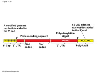 © 2014 Pearson Education, Inc.
Figure 14.11
Protein-coding segment
Polyadenylation
signal
G P
A modified guanine
nucleotide added to
the 5′ end
50–250 adenine
nucleotides added
to the 3′ end
3′5′
5′ Cap 5′ UTR 3′ UTR Poly-A tail
Start
codon
Stop
codon
P P AAUAAA …AAA AAA
 