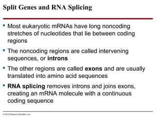 © 2014 Pearson Education, Inc.
Split Genes and RNA Splicing
 Most eukaryotic mRNAs have long noncoding
stretches of nucleotides that lie between coding
regions
 The noncoding regions are called intervening
sequences, or introns
 The other regions are called exons and are usually
translated into amino acid sequences
 RNA splicing removes introns and joins exons,
creating an mRNA molecule with a continuous
coding sequence
 