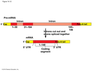 © 2014 Pearson Education, Inc.
Figure 14.12
Introns cut out and
exons spliced together
31–104
5′ Cap
5′ UTR 3′ UTR
Poly-A tail
Coding
segment
1–146
AAUAAA
105–
146
5′ Cap Poly-A tail
1–30
mRNA
Pre-mRNA
Intron Intron
 