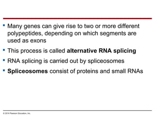 © 2014 Pearson Education, Inc.
 Many genes can give rise to two or more different
polypeptides, depending on which segments are
used as exons
 This process is called alternative RNA splicing
 RNA splicing is carried out by spliceosomes
 Spliceosomes consist of proteins and small RNAs
 