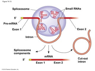 © 2014 Pearson Education, Inc.
Figure 14.13
Spliceosome
components
5′
Pre-mRNA
5′
mRNA
Intron
Spliceosome
Exon 1
Small RNAs
Exon 2
Exon 2Exon 1
Cut-out
intron
 
