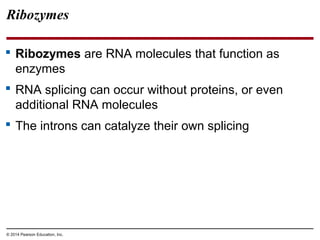 © 2014 Pearson Education, Inc.
Ribozymes
 Ribozymes are RNA molecules that function as
enzymes
 RNA splicing can occur without proteins, or even
additional RNA molecules
 The introns can catalyze their own splicing
 