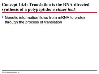 © 2014 Pearson Education, Inc.
Concept 14.4: Translation is the RNA-directed
synthesis of a polypeptide: a closer look
 Genetic information flows from mRNA to protein
through the process of translation
 