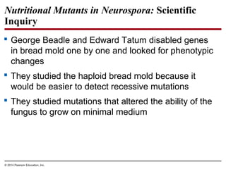 © 2014 Pearson Education, Inc.
Nutritional Mutants in Neurospora: Scientific
Inquiry
 George Beadle and Edward Tatum disabled genes
in bread mold one by one and looked for phenotypic
changes
 They studied the haploid bread mold because it
would be easier to detect recessive mutations
 They studied mutations that altered the ability of the
fungus to grow on minimal medium
 