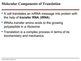 © 2014 Pearson Education, Inc.
Molecular Components of Translation
 A cell translates an mRNA message into protein with
the help of transfer RNA (tRNA)
 tRNAs transfer amino acids to the growing
polypeptide in a ribosome
 Translation is a complex process in terms of its
biochemistry and mechanics
 
