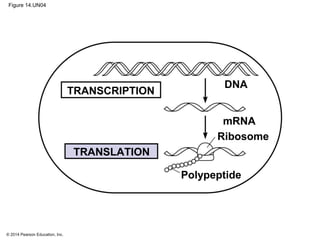 © 2014 Pearson Education, Inc.
Figure 14.UN04
DNA
mRNA
Ribosome
Polypeptide
TRANSLATION
TRANSCRIPTION
 