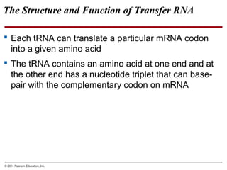 © 2014 Pearson Education, Inc.
The Structure and Function of Transfer RNA
 Each tRNA can translate a particular mRNA codon
into a given amino acid
 The tRNA contains an amino acid at one end and at
the other end has a nucleotide triplet that can base-
pair with the complementary codon on mRNA
 