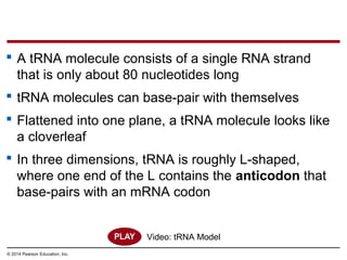 © 2014 Pearson Education, Inc.
 A tRNA molecule consists of a single RNA strand
that is only about 80 nucleotides long
 tRNA molecules can base-pair with themselves
 Flattened into one plane, a tRNA molecule looks like
a cloverleaf
 In three dimensions, tRNA is roughly L-shaped,
where one end of the L contains the anticodon that
base-pairs with an mRNA codon
Video: tRNA Model
 
