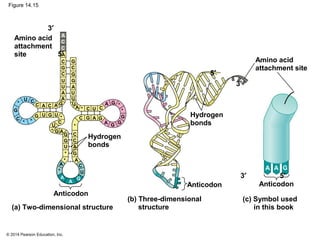 © 2014 Pearson Education, Inc.
Figure 14.15
5′
Anticodon
3′
Amino acid
attachment site
Anticodon
Anticodon
A A G
5′3′
Hydrogen
bonds
5′
3′
Amino acid
attachment
site
Hydrogen
bonds
A
A
G
A
C
G
C
C
C
C
U
A
C G
U
U
A
A A
A
C
G U
A
C
G U
A
C
G
U
A
C
G
U
*
C
G
*
G
G
U
A
A
A
A
C C
C
C
C
G
G
GG
G
U
U
U
U
G
G
G
G
A
A
*
*
*
*
*
*
*
*
*
(b) Three-dimensional
structure
(c) Symbol used
in this book(a) Two-dimensional structure
*
 