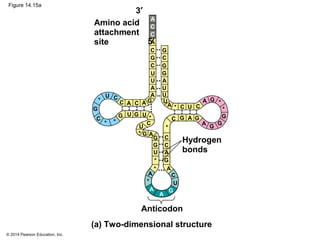 © 2014 Pearson Education, Inc.
Figure 14.15a
5′
3′
Anticodon
Amino acid
attachment
site
Hydrogen
bonds
A
A
G
A
C
G
C
C
C
C
U
A
C G
U
U
A
A A
A
C
G U
A
C
G U
A
C
G
U
A
C
G
U
*
C
G
*
G
G
U
A
A
A
A
C C
C
C
C
G
G
GG
G
U
U
U
U
G
G
G
G
A
A
*
*
*
*
*
*
*
*
*
(a) Two-dimensional structure
*
 