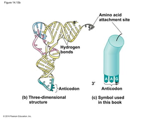 © 2014 Pearson Education, Inc.
Figure 14.15b
Anticodon
Amino acid
attachment site
Anticodon
A A G
5′3′
Hydrogen
bonds
5′
3′
(b) Three-dimensional
structure
(c) Symbol used
in this book
 