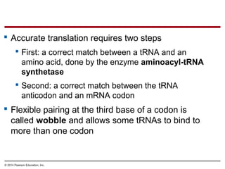 © 2014 Pearson Education, Inc.
 Accurate translation requires two steps
 First: a correct match between a tRNA and an
amino acid, done by the enzyme aminoacyl-tRNA
synthetase
 Second: a correct match between the tRNA
anticodon and an mRNA codon
 Flexible pairing at the third base of a codon is
called wobble and allows some tRNAs to bind to
more than one codon
 