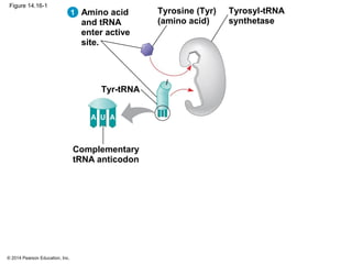 © 2014 Pearson Education, Inc.
Figure 14.16-1
Tyrosyl-tRNA
synthetase
Tyrosine (Tyr)
(amino acid)
Amino acid
and tRNA
enter active
site.
Tyr-tRNA
Complementary
tRNA anticodon
1
UA A
 