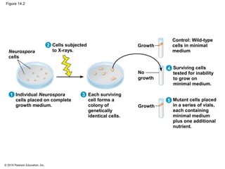 © 2014 Pearson Education, Inc.
Figure 14.2
Neurospora
cells
Each surviving
cell forms a
colony of
genetically
identical cells.
No
growth
Growth
Mutant cells placed
in a series of vials,
each containing
minimal medium
plus one additional
nutrient.
Surviving cells
tested for inability
to grow on
minimal medium.
Individual Neurospora
cells placed on complete
growth medium. Growth
Cells subjected
to X-rays.
Control: Wild-type
cells in minimal
medium
2
1 3
4
5
 