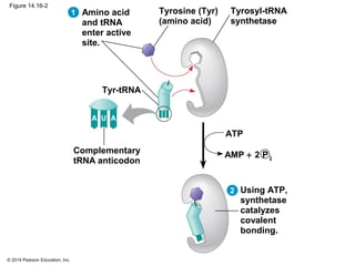 © 2014 Pearson Education, Inc.
Figure 14.16-2
Tyrosyl-tRNA
synthetase
Tyrosine (Tyr)
(amino acid)
Amino acid
and tRNA
enter active
site.
Tyr-tRNA
Complementary
tRNA anticodon
Using ATP,
synthetase
catalyzes
covalent
bonding.
AMP + 2
ATP
2
1
UA A
P i
 