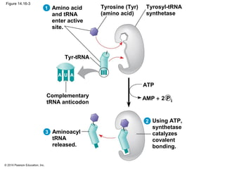 © 2014 Pearson Education, Inc.
Figure 14.16-3
Tyrosyl-tRNA
synthetase
Tyrosine (Tyr)
(amino acid)
Amino acid
and tRNA
enter active
site.
Tyr-tRNA
Complementary
tRNA anticodon
Aminoacyl
tRNA
released.
Using ATP,
synthetase
catalyzes
covalent
bonding.
AMP + 2
ATP
2
3
1
UA A
P i
 
