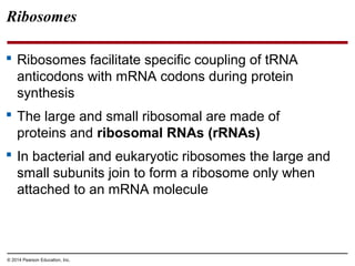 © 2014 Pearson Education, Inc.
Ribosomes
 Ribosomes facilitate specific coupling of tRNA
anticodons with mRNA codons during protein
synthesis
 The large and small ribosomal are made of
proteins and ribosomal RNAs (rRNAs)
 In bacterial and eukaryotic ribosomes the large and
small subunits join to form a ribosome only when
attached to an mRNA molecule
 
