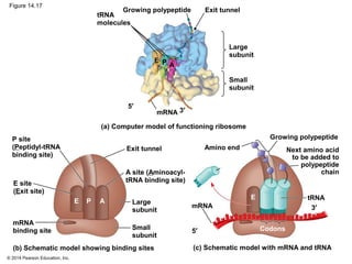 © 2014 Pearson Education, Inc.
Figure 14.17
PE A
tRNA
molecules
A
Large
subunit
Small
subunit
Growing polypeptide Exit tunnel
E P
mRNA
5′
3′
Growing polypeptide
(a) Computer model of functioning ribosome
tRNA
5′
3′
E
mRNA
(c) Schematic model with mRNA and tRNA
Codons
Amino end Next amino acid
to be added to
polypeptide
chain
Large
subunit
Small
subunit
A site (Aminoacyl-
tRNA binding site)
P site
(Peptidyl-tRNA
binding site)
Exit tunnel
E site
(Exit site)
mRNA
binding site
(b) Schematic model showing binding sites
 