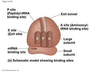 © 2014 Pearson Education, Inc.
Figure 14.17b
PE A Large
subunit
Small
subunit
P site
(Peptidyl-tRNA
binding site)
Exit tunnel
E site
(Exit site)
mRNA
binding site
(b) Schematic model showing binding sites
A site (Aminoacyl-
tRNA binding site)
 