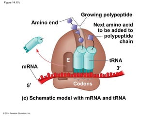 © 2014 Pearson Education, Inc.
Figure 14.17c
Growing polypeptide
tRNA
5′
3′
E
mRNA
(c) Schematic model with mRNA and tRNA
Codons
Amino end Next amino acid
to be added to
polypeptide
chain
 