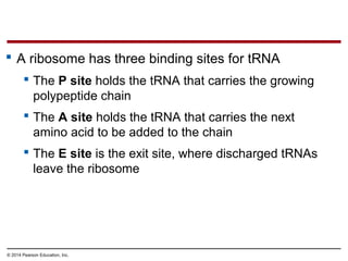 © 2014 Pearson Education, Inc.
 A ribosome has three binding sites for tRNA
 The P site holds the tRNA that carries the growing
polypeptide chain
 The A site holds the tRNA that carries the next
amino acid to be added to the chain
 The E site is the exit site, where discharged tRNAs
leave the ribosome
 