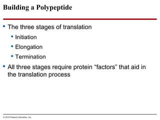 © 2014 Pearson Education, Inc.
Building a Polypeptide
 The three stages of translation
 Initiation
 Elongation
 Termination
 All three stages require protein “factors” that aid in
the translation process
 