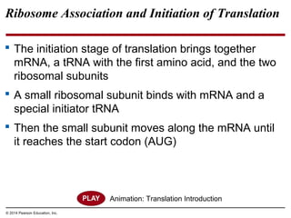 © 2014 Pearson Education, Inc.
Ribosome Association and Initiation of Translation
 The initiation stage of translation brings together
mRNA, a tRNA with the first amino acid, and the two
ribosomal subunits
 A small ribosomal subunit binds with mRNA and a
special initiator tRNA
 Then the small subunit moves along the mRNA until
it reaches the start codon (AUG)
Animation: Translation Introduction
 