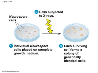 © 2014 Pearson Education, Inc.
Figure 14.2a
Neurospora
cells
Each surviving
cell forms a
colony of
genetically
identical cells.
Individual Neurospora
cells placed on complete
growth medium.
Cells subjected
to X-rays.
2
1 3
 