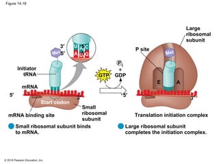 © 2014 Pearson Education, Inc.
Figure 14.18
A
Small ribosomal subunit binds
to mRNA.
GTP
P site
U A
mRNA
5′
3′
Met
P i
mRNA binding site
Start codon
Small
ribosomal
subunit
Initiator
tRNA
5′
3′
5′
3′
Large ribosomal subunit
completes the initiation complex.
U G
C
5′
3′
Translation initiation complex
Large
ribosomal
subunit
AE
Met
GDP
+
1 2
 