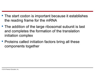 © 2014 Pearson Education, Inc.
 The start codon is important because it establishes
the reading frame for the mRNA
 The addition of the large ribosomal subunit is last
and completes the formation of the translation
initiation complex
 Proteins called initiation factors bring all these
components together
 