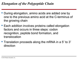 © 2014 Pearson Education, Inc.
Elongation of the Polypeptide Chain
 During elongation, amino acids are added one by
one to the previous amino acid at the C-terminus of
the growing chain
 Each addition involves proteins called elongation
factors and occurs in three steps: codon
recognition, peptide bond formation, and
translocation
 Translation proceeds along the mRNA in a 5′ to 3′
direction
 