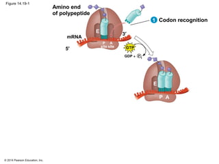 © 2014 Pearson Education, Inc.
Figure 14.19-1
Amino end
of polypeptide
mRNA
P
site
P
i
5′
3′
E
GTP
+
A
site
GDP
Codon recognition
E
P A
1
 