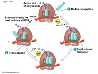 © 2014 Pearson Education, Inc.
Figure 14.19-3
Amino end
of polypeptide
mRNARibosome ready for
next aminoacyl tRNA P
site
P
i
5′
3′
E
GTP
+
A
site
GDP
Peptide bond
formation
Codon recognition
Translocation
E
P A
E
P A
P
i
GTP
+GDP
E
P A
3
2
1
 