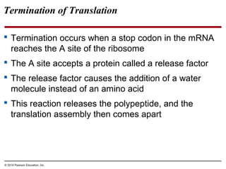 © 2014 Pearson Education, Inc.
Termination of Translation
 Termination occurs when a stop codon in the mRNA
reaches the A site of the ribosome
 The A site accepts a protein called a release factor
 The release factor causes the addition of a water
molecule instead of an amino acid
 This reaction releases the polypeptide, and the
translation assembly then comes apart
 