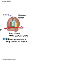 © 2014 Pearson Education, Inc.
Figure 14.20-1
Ribosome reaches a
stop codon on mRNA.
5′
3′
Release
factor
Stop codon
(UAG, UAA, or UGA)
1
 