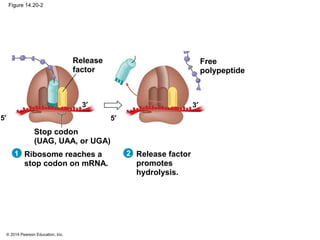 © 2014 Pearson Education, Inc.
Figure 14.20-2
Free
polypeptide
Ribosome reaches a
stop codon on mRNA.
5′
3′
Release
factor
Stop codon
(UAG, UAA, or UGA)
5′
3′
Release factor
promotes
hydrolysis.
21
 