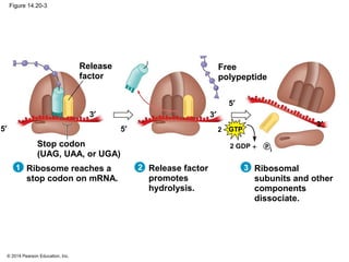 © 2014 Pearson Education, Inc.
Figure 14.20-3
Free
polypeptide
Ribosome reaches a
stop codon on mRNA.
5′
3′
2 GTP
+2 GDP P
i
Release
factor
Stop codon
(UAG, UAA, or UGA)
5′
3′
5′
3′
Ribosomal
subunits and other
components
dissociate.
Release factor
promotes
hydrolysis.
2 31
 