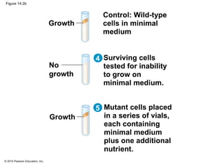 © 2014 Pearson Education, Inc.
Figure 14.2b
No
growth
Growth
Mutant cells placed
in a series of vials,
each containing
minimal medium
plus one additional
nutrient.
Surviving cells
tested for inability
to grow on
minimal medium.
Growth
Control: Wild-type
cells in minimal
medium
4
5
 