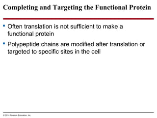 © 2014 Pearson Education, Inc.
Completing and Targeting the Functional Protein
 Often translation is not sufficient to make a
functional protein
 Polypeptide chains are modified after translation or
targeted to specific sites in the cell
 