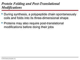 © 2014 Pearson Education, Inc.
Protein Folding and Post-Translational
Modifications
 During synthesis, a polypeptide chain spontaneously
coils and folds into its three-dimensional shape
 Proteins may also require post-translational
modifications before doing their jobs
 