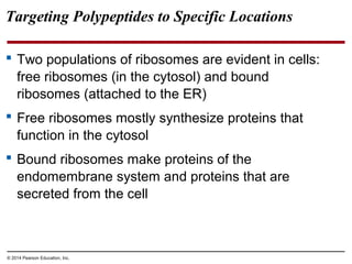 © 2014 Pearson Education, Inc.
Targeting Polypeptides to Specific Locations
 Two populations of ribosomes are evident in cells:
free ribosomes (in the cytosol) and bound
ribosomes (attached to the ER)
 Free ribosomes mostly synthesize proteins that
function in the cytosol
 Bound ribosomes make proteins of the
endomembrane system and proteins that are
secreted from the cell
 