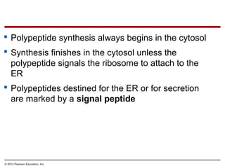 © 2014 Pearson Education, Inc.
 Polypeptide synthesis always begins in the cytosol
 Synthesis finishes in the cytosol unless the
polypeptide signals the ribosome to attach to the
ER
 Polypeptides destined for the ER or for secretion
are marked by a signal peptide
 