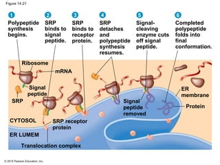 © 2014 Pearson Education, Inc.
Figure 14.21
Polypeptide
synthesis
begins.
SRP
binds to
signal
peptide.
SRP
binds to
receptor
protein.
SRP
detaches
and
polypeptide
synthesis
resumes.
Signal-
cleaving
enzyme cuts
off signal
peptide.
Completed
polypeptide
folds into
final
conformation.
Signal
peptide
removed
ER
membrane
Signal
peptide
Protein
SRP receptor
protein
Ribosome
mRNA
CYTOSOL
ER LUMEM
SRP
Translocation complex
1 2 3 4 5 6
 