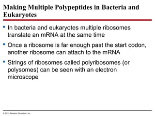 © 2014 Pearson Education, Inc.
Making Multiple Polypeptides in Bacteria and
Eukaryotes
 In bacteria and eukaryotes multiple ribosomes
translate an mRNA at the same time
 Once a ribosome is far enough past the start codon,
another ribosome can attach to the mRNA
 Strings of ribosomes called polyribosomes (or
polysomes) can be seen with an electron
microscope
 